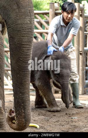 Bali, Indonesia. 22 dicembre 2023. Un veterinario tiene un elefante di Sumatra maschio di ventotto giorni allo zoo di Bali nel distretto di Gianyar, Bali, Indonesia, il 22 dicembre 2023. Crediti: Dicky Bisinglasi/Xinhua/Alamy Live News Foto Stock