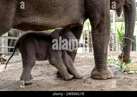 Bali, Indonesia. 22 dicembre 2023. Un elefante di Sumatra maschio di ventotto giorni si trova vicino a sua madre allo zoo di Bali nel distretto di Gianyar, Bali, Indonesia, il 22 dicembre 2023. Crediti: Dicky Bisinglasi/Xinhua/Alamy Live News Foto Stock