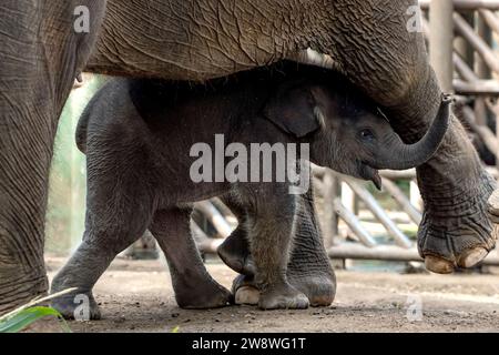 Bali, Indonesia. 22 dicembre 2023. Un elefante di Sumatra maschio di ventotto giorni si trova vicino a sua madre allo zoo di Bali nel distretto di Gianyar, Bali, Indonesia, il 22 dicembre 2023. Crediti: Dicky Bisinglasi/Xinhua/Alamy Live News Foto Stock