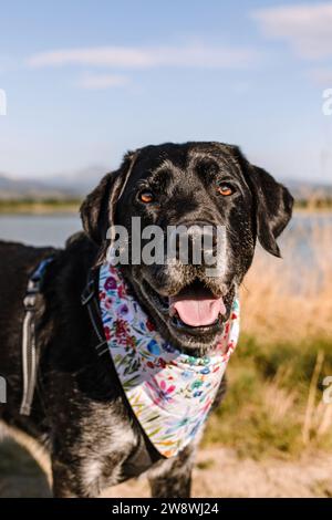 Buon vecchio anziano rador nero che sorride in una luminosa giornata estiva Foto Stock