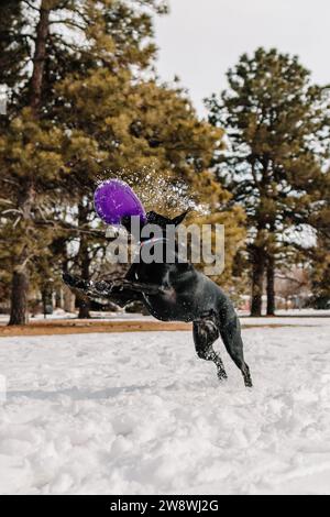 Un cane di salvataggio di razza mista di fossa nero da laboratorio che gioca a frisbee nella neve Foto Stock