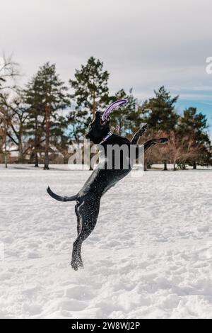 Un cane di salvataggio di razza mista di fossa nero da laboratorio che gioca a frisbee nella neve Foto Stock