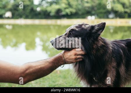Uomo che accarezza un cane da pastore nella natura Foto Stock