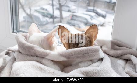 Gattino Tabby e gatto orientale bianco che guardano fuori dalla finestra sulla strada invernale Foto Stock