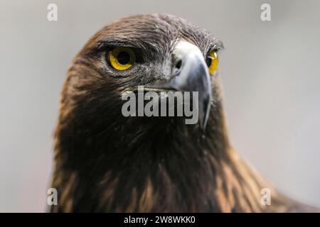 Francoforte, Deutschland. 21 dicembre 2023. Attila, GER, Eintracht Francoforte vs Benfica Lissabon, Fussball, UEFA Womens Champions League, Gruppenphase, 4. Spieltag, Saison 2023/2024, 21.12.2023 foto: Eibner-Pressefoto/Florian Wiegand credito: dpa/Alamy Live News Foto Stock