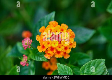 Primo piano del Lantana camaraÂ L. giallo fiore in fiore Foto Stock