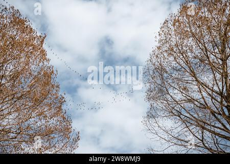 Oche da neve che volano sopra il cielo blu e gli alberi Foto Stock