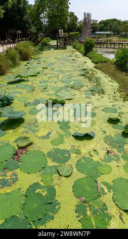 Giardini, punti di bellezza a Bangkok Foto Stock