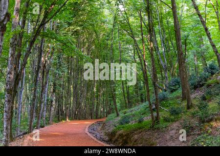 Percorso sportivo a piedi tra faggi e querce. Foresta di Belgrado. Foto Stock