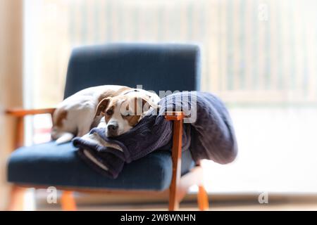 Cane steso su una coperta su una sedia blu in un luminoso soggiorno. Foto Stock