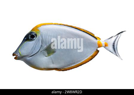 Naso Lituratus Acanthuridae pesci d'acquario tropicale, Orangespine unicornfish isolato su sfondo bianco. Vita oceanica, marina, acquatica, subacquea. Foto Stock