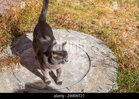 Il gatto birmano Blue American cammina lungo i sentieri del giardino Foto Stock