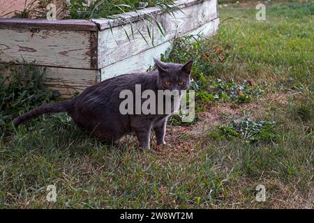 Il gatto birmano Blue American cammina lungo i sentieri del giardino Foto Stock