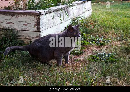 Il gatto birmano Blue American cammina lungo i sentieri del giardino Foto Stock