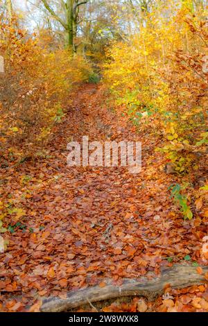 Paesaggio autunnale con sentiero escursionistico in collina tra vegetazione selvaggia, colori giallo oro e verde arancio, riserva naturale olandese Geleenbeekdal, sfondo sfocato Foto Stock