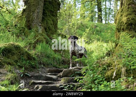 Puntatore dai capelli corti tedesco che si gode la vista sulla passeggiata nel bosco Foto Stock