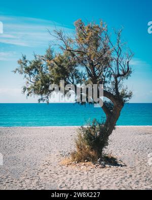 Idilliaco olivo sull'isola di Creta in Grecia, Europa.. Turismo silenzioso e tranquillo su una spiaggia solitaria. Foto Stock