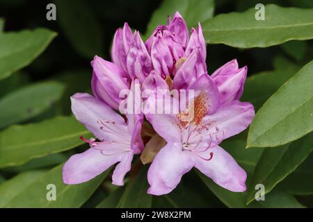 Primo piano di una singola testa di fiori di rododendro rosa e viola, con boccioli aperti e chiusi Foto Stock