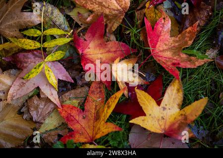 Regno Unito, Inghilterra, Cheshire, Goodrey, Università di Manchester, Jodrell Bank Arboretum in autunno, foglie colorate sulla terra Foto Stock