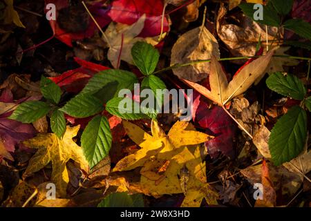 Regno Unito, Inghilterra, Cheshire, Goodrey, Università di Manchester, Jodrell Bank Arboretum in autunno, foglie colorate sulla terra Foto Stock