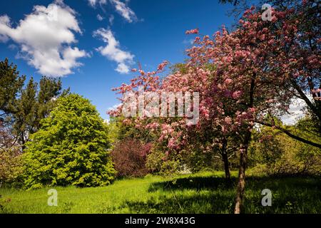 Regno Unito, Inghilterra, Cheshire, Goostrey, Università di Manchester, Jodrell Bank, arboreto, albero d'estate in fiore Foto Stock