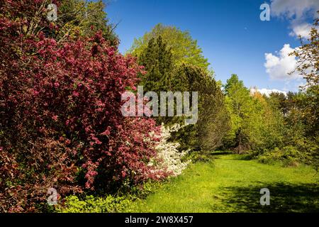 Regno Unito, Inghilterra, Cheshire, Goostrey, Università di Manchester, Jodrell Bank, arboreto, primi alberi estivi in fiore Foto Stock