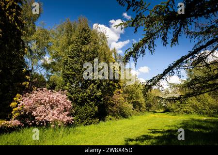 Regno Unito, Inghilterra, Cheshire, Goostrey, Università di Manchester, Jodrell Bank, arboreto, primi alberi estivi in fiore Foto Stock