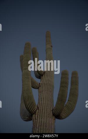 Deserto alba paesaggio saguaro cactus cactus cactus orsacchiotto Cholla nel Lost Dutchman Park Phoenix Arizona Cylindropuntia bigelovii - Carnegiea gigantea Foto Stock