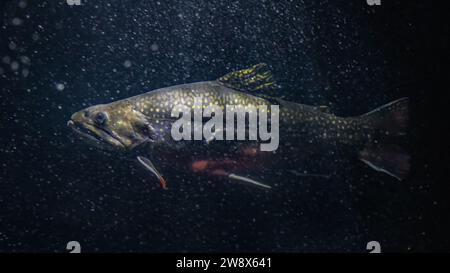 Foto sott'acqua di trote che nuotano in acque scure con bolle Foto Stock