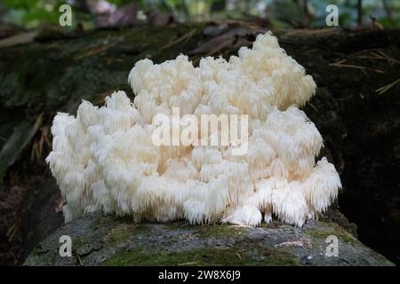 Grande fungo bianco del dente della testa dell'orso che cresce su un albero morto caduto nella foresta Foto Stock