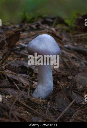 Fungo con cappellino viola che cresce in lettiera di foglie sul pavimento della foresta Foto Stock