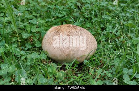 Fungo puffball a spore viola che cresce in un campo di erba trifoglio Foto Stock