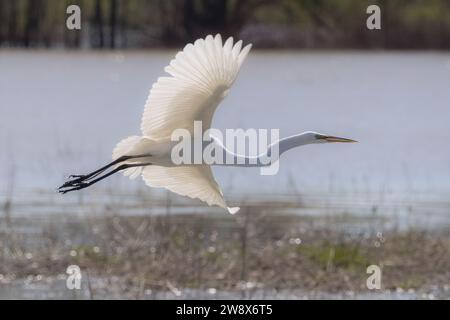 Tutta bianca Great Egret che vola sopra paludi in primavera Foto Stock