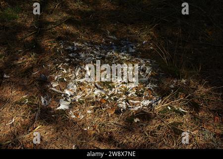 Piume di uccello sparse su un terreno boschivo coperto di aghi di pino provenienti da un sito di spennatura di un uccello rapace, probabilmente un falco pellegrino, Accipiter gentilis, Polonia Foto Stock