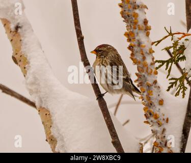 Primo piano del Common Red poll appollaiato su un ramoscello nella stagione invernale delle torbiere, con neve che cade e uno sfondo sfocato nel suo ambiente e nel suo habitat. Foto Stock