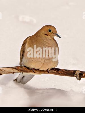 Vista frontale con profilo da vicino dove in lutto nella stagione invernale, arroccata con uno sfondo bianco nel suo ambiente e habitat. Dove Picture. Foto Stock