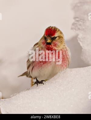 Vista ravvicinata del profilo del sondaggio rosso, appollaiata su un ramo con sfondo sfocato nell'ambiente e nell'ambiente circostante. Finch Picture. Foto Stock