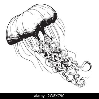 Meduse. Illustrazione vettoriale disegnata a mano di Jelly Fish su sfondo isolato in stile contorno. Disegno di animali marini. Incisione di pesce sottomarino dipinto con inchiostro nero per icona o logo. Schizzo lineare. Illustrazione Vettoriale