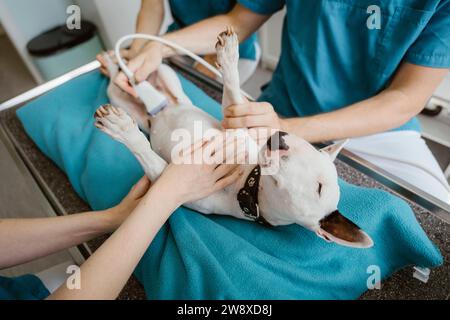 Medico animale maschile che esegue ultrasuoni su cane mentre infermieri assistono in clinica veterinaria Foto Stock