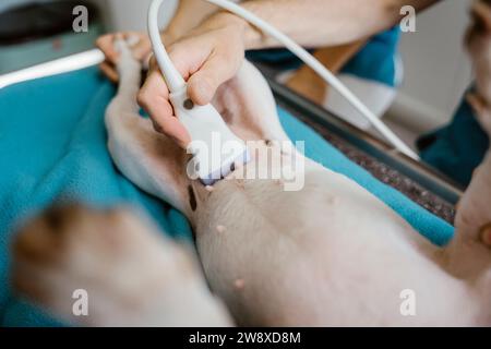 Mano del veterinario maschile che fa ultrasuoni sull'addome del cane in clinica Foto Stock