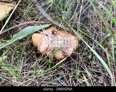 Fungo commestibile Boletus in erba autunnale, sfondo naturale stagionale, primi piani di raccolta dei funghi forestali, messa a fuoco selettiva immagine vista laterale Foto Stock