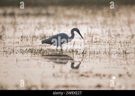 Grande uccello Egret che riposa nell'erba Foto Stock