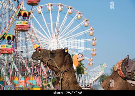 Scena della fiera dei cammelli di Pushkar in India, la più grande fiera del bestiame in Asia. Foto Stock