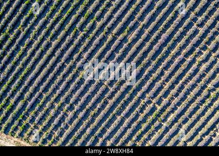 Vista aerea dal drone di un incredibile campo di lavanda in fila. Foto Stock