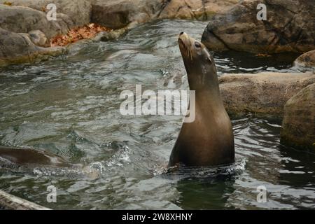 Bronx Zoo, novembre 2023 Foto Stock