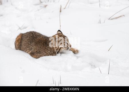 Bobcat (Lynx rufus) in Snow One Paw Extended Forward Winter - animale prigioniero Foto Stock