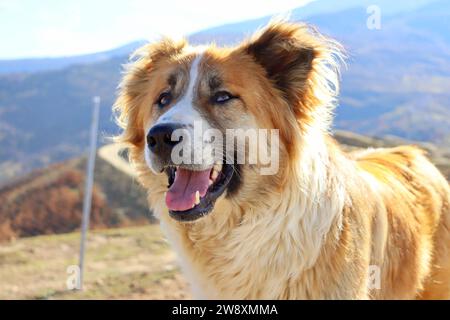 cane da pastore con bocca aperta dall'angolo anteriore Foto Stock