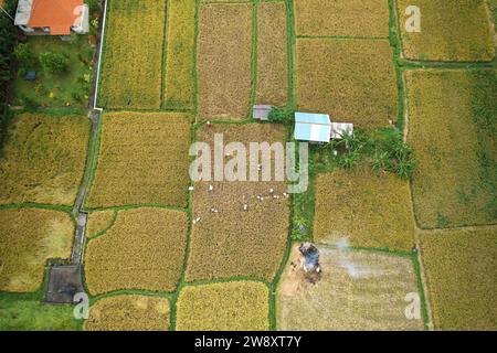 Foto del drone che vola sopra una risaia durante il raccolto. Un gruppo di persone taglia il riso con le falce e lo mette in sacchi Foto Stock