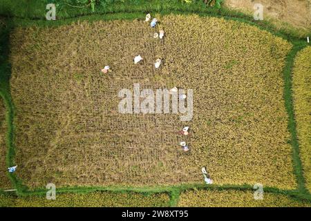 Foto del drone che vola sopra una risaia durante il raccolto. Un gruppo di persone taglia il riso con le falce e lo mette in sacchi Foto Stock