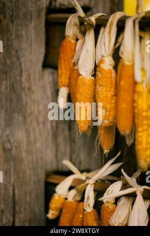 pannocchie di mais appese, slovenia Foto Stock